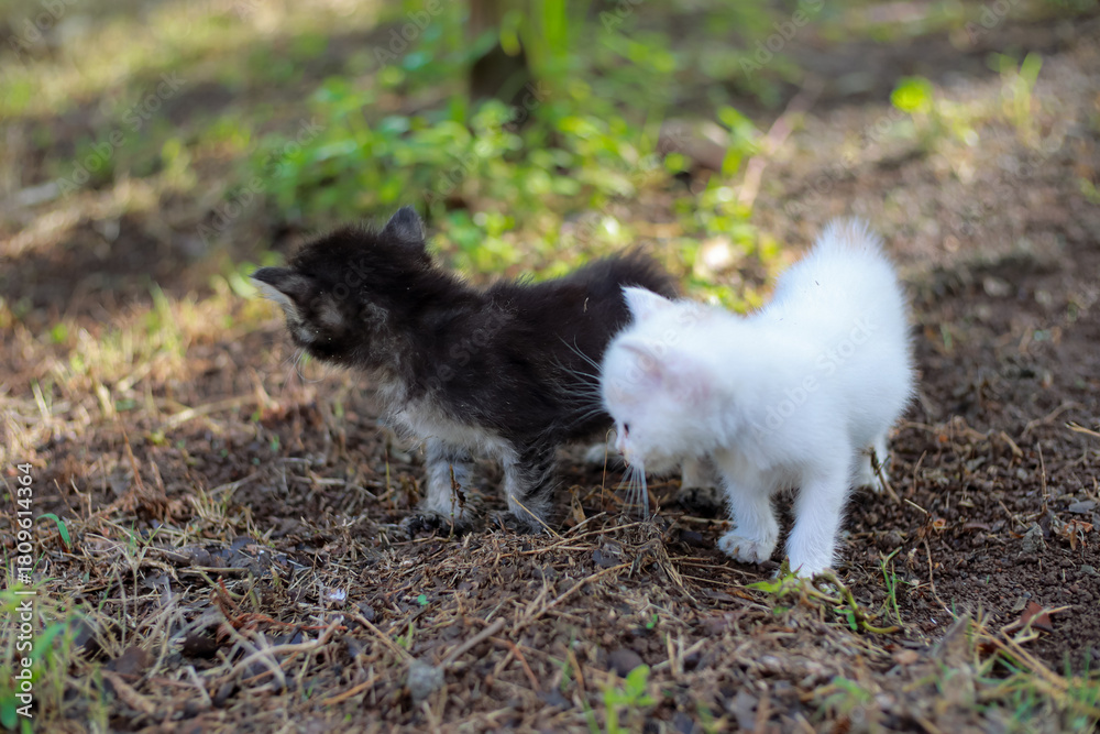 Fototapeta premium Two adorable kittens exploring the outdoors a black one and a white one together