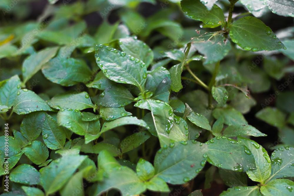 custom made wallpaper toronto digitalClose-up of vibrant green leaves glistening with fresh raindrops in natural light