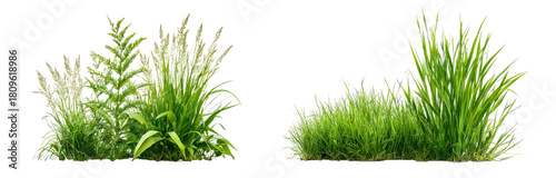 Two clumps of light and dark green grass