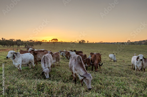 cattle grazing in the late afternoon