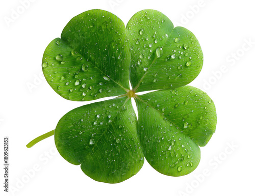 Close-up of a vibrant, four-leaf clover, glistening with water droplets