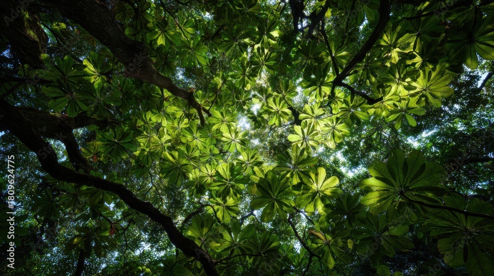 Fototapeta premium Above, a vast canopy of leaves, sunlight filtering through the gaps 