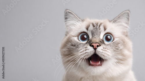 Banner with a cute cat for animal shelters and pet adoptions