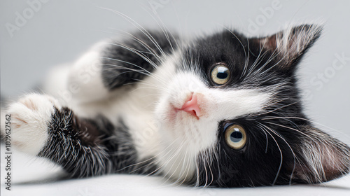 Banner with a cute cat for animal shelters and pet adoptions