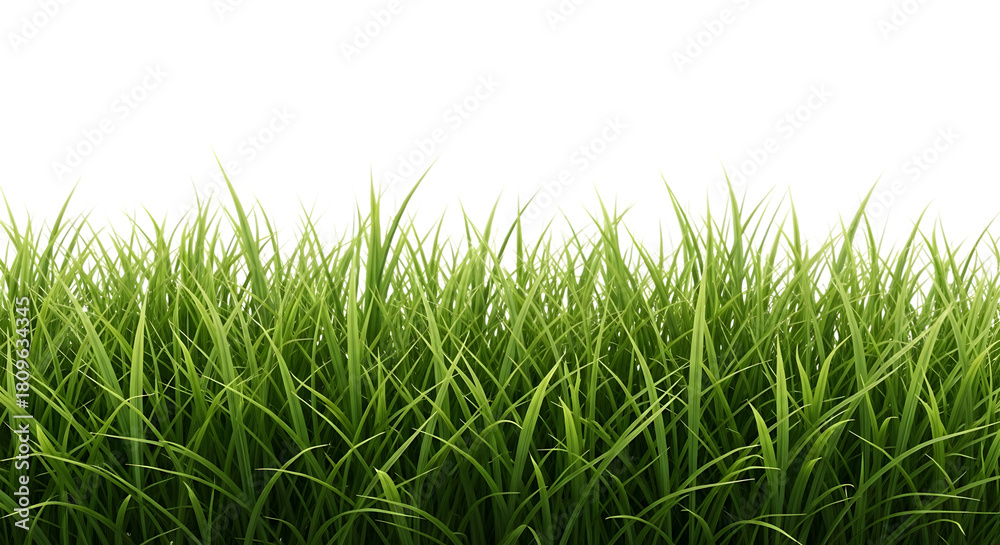 Fototapeta premium Lush green grass blades with sharp pointed tips and subtle variations in color isolated on a transparent background