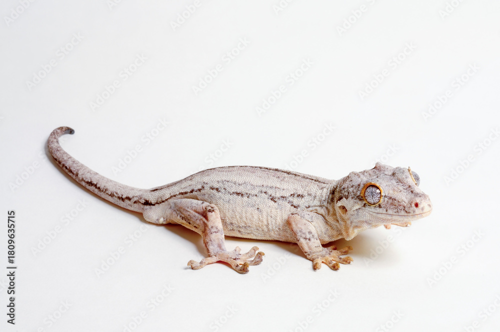 Fototapeta premium New Caledonia bumpy gecko // Neukaledonischer Höckerkopfgecko (Rhacodactylus auriculatus) 