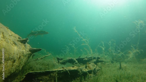 Northern pike swimming by in clear-watered lake