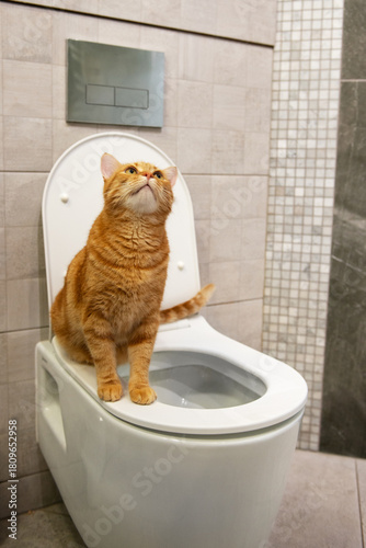 Ginger Cat Sitting on Toilet Seat in Bathroom – Funny Pet Behavior and Home Interior Concept