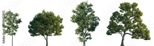 Set of Fraxinus velutina and Fraxinus excelsior frontal set street trees isolated png on a transparent background perfectly cutout