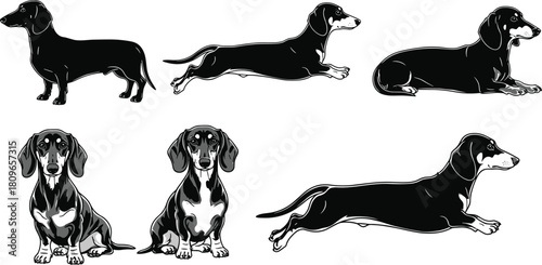 Dachshund dog vector set, black and white silhouette collection of running, sitting and standing sausage dogs, pet animal illustration.