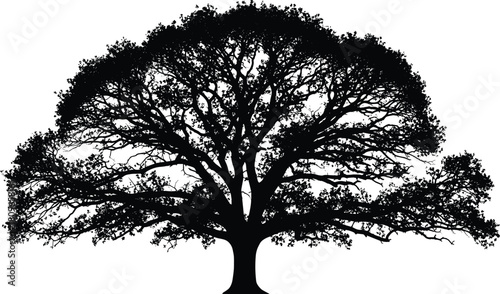 Big oak tree silhouette, black forest plant with detailed branches and leaves, nature vector illustration isolated on white background.