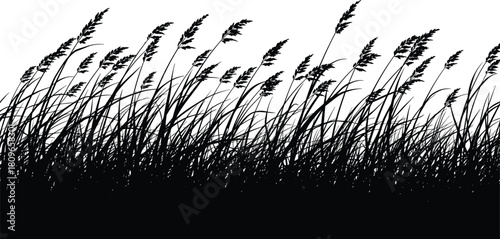 Silhouette vector of tall grass field, black meadow border, wild reeds blowing in wind, nature background illustration.