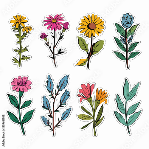  A sticker set of medicinal herbs including chamomile, echinacea, lavender, mint, sage, thyme, calendula and plantain for health product packaging and herbal labels