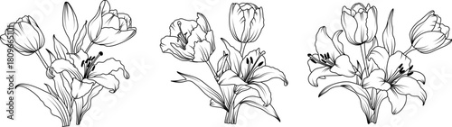 Lily and Tulip flower arrangement line art on white background. Silhouette botanical hand drawn element for wedding, invitation frame design, vector illustration