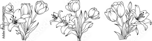 Lily and Tulip flower arrangement line art on white background. Silhouette botanical hand drawn element for wedding, invitation frame design, vector illustration