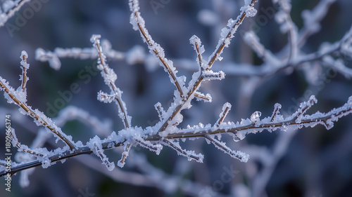 Frozen twigs and branches with frost sparkles