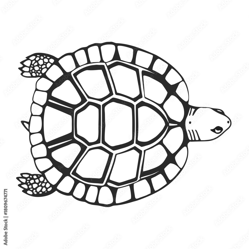 Obraz premium one line turtle shell minimalist top view