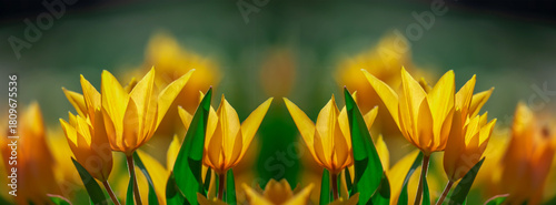 Bright Yellow Tulips In Bloom Create A Sunlit Garden Scene Of Spring Cheer