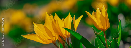 Field of yellow tulip flowers. Amazing flower background. Shallow depth of fi...
