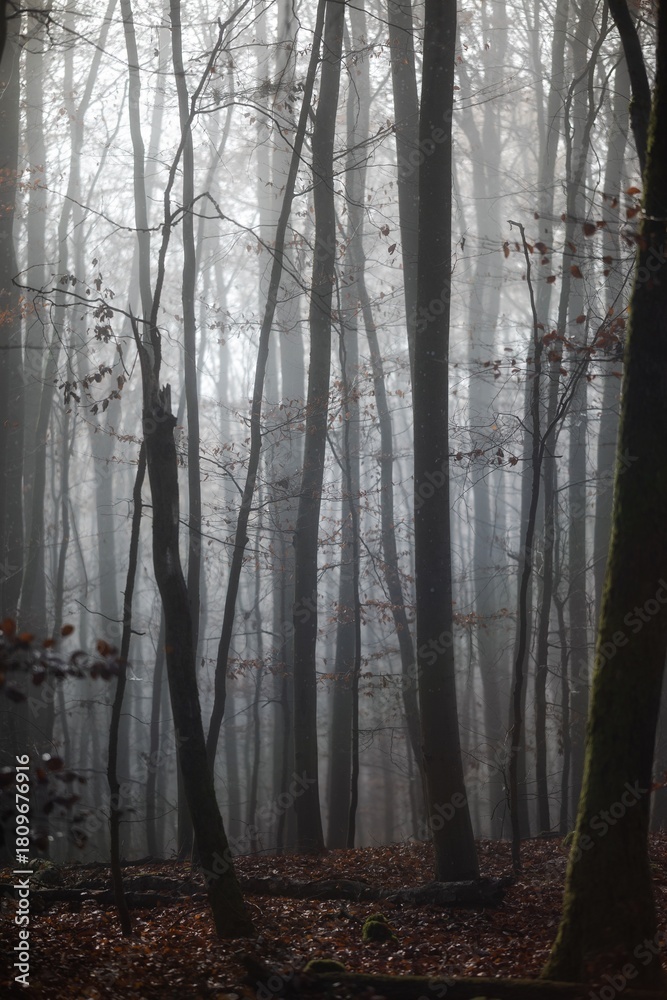 Fototapeta premium morning in the forest