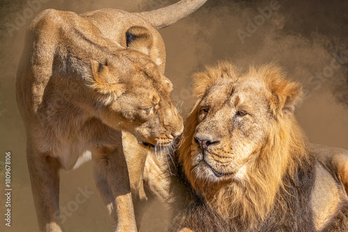 Affectionate lion pair sharing tender moment in warm soft dusty light
