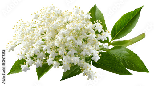 White elderflower blooms with green leaves on transparent background. Isolated for designs, product mockups, and summer themes.