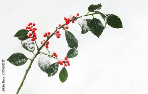 Branch and berries of Holly (Ilex aquifolium), after a snowfall in winter. Isolated on white background