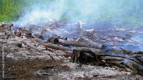 Burning trees at traditional slash-and-burn cultivation site.