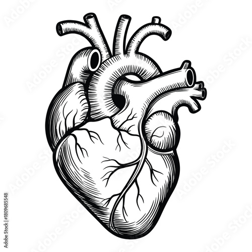Anatomical Heart Illustration Detailed Medical Drawing with Veins and Arteries