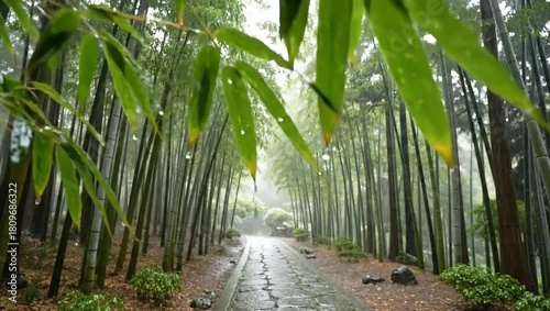 Wet bamboo forest path with raindrops on leaves walkway