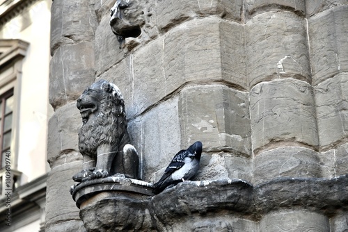Leon sulle mura antiche di Piazza Signoria . Leone di bronzo con numerosi colombi che girano intorno.