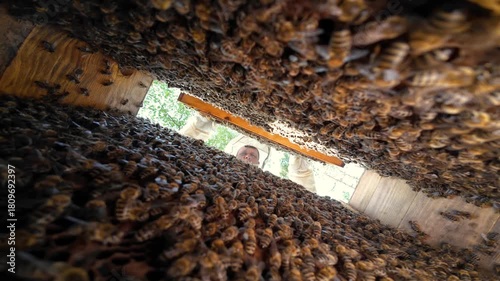 View from inside a beehive of a honey frame being taken out by a beekeeper. High concentration of bees covering the hive walls and frame during the beekeeper's inspection process