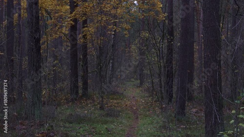 Wallpaper Mural Narrow autumn forest path in dim light Torontodigital.ca