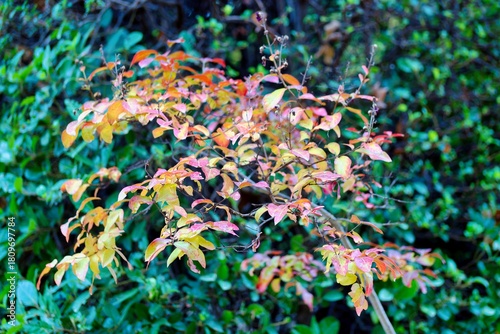 Colorful autumn leaves surrounded by green foliage in a serene garden setting