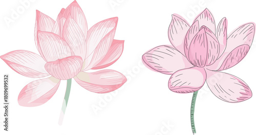 Elegant pink lotus flower illustration with soft petals, botanical drawing style, delicate floral artwork for nature design, spirituality and meditation themes, isolated