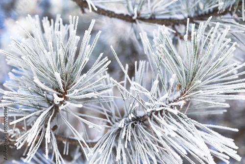 Pine branches in the snow