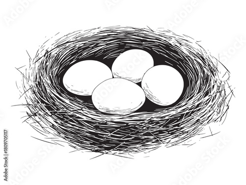 Bird Nest With Four Eggs Vector Line Art