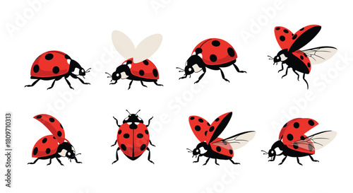 A collection of red ladybugs in various poses including walking standing and flying with open wings on white background.