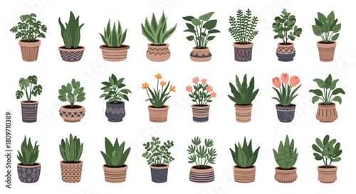 A large and diverse collection of decorative indoor houseplants in stylish ceramic pots isolated on a white background.
