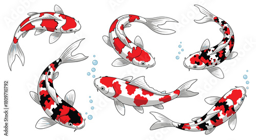 A set of six beautiful Japanese koi carp fish with red white and black patterns swimming in different directions.