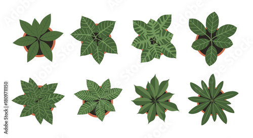 A collection of eight different green leafy houseplants in brown pots viewed from a top-down perspective perfect for interior design plans.