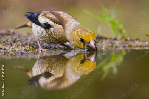 Hawfinch 