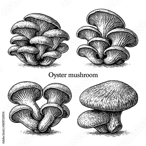 Oyster Mushroom Botanical Engraving Set Transparent Background