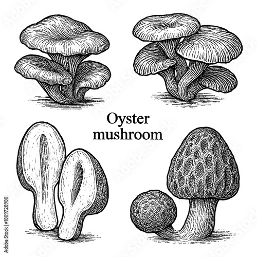 Oyster Mushroom Botanical Engraving Set Transparent Background