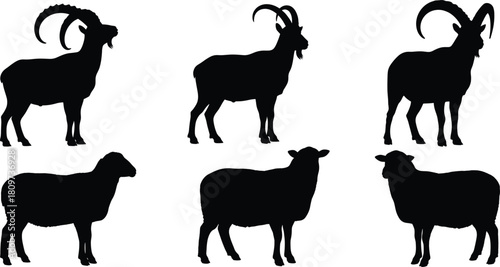 Goat, sheep, silhouette, animal, livestock, farm, rural, black, figure, wool, horn, standing, walking, pose, domestic, nature, agriculture, mammal, pasture, identification
