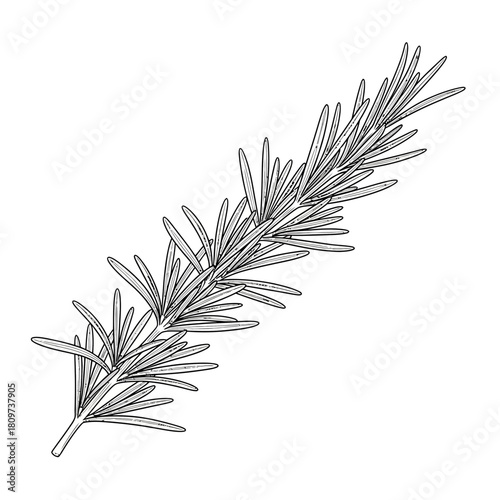A Delicate Silhouette of an Aromatic Herb Sprig of Fresh Rosemary (1).