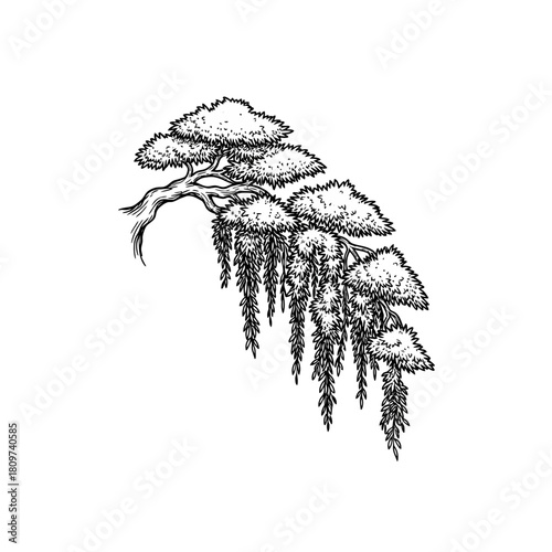 A graceful black vector silhouette of a cascade bonsai tree (2).