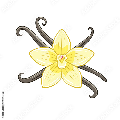 Yellow vanilla flower illustration with fragrant brown vanilla beans pods