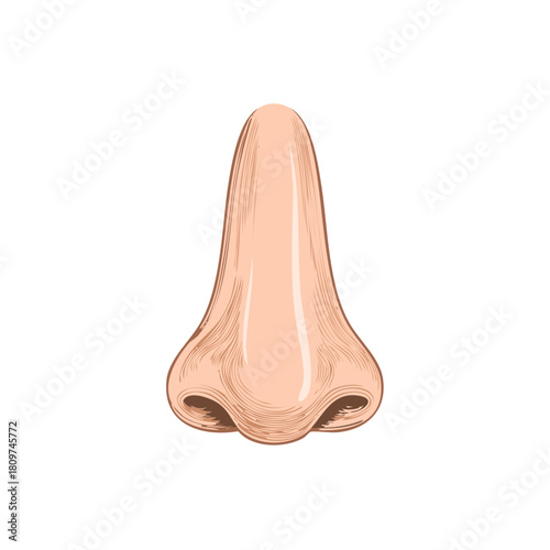 Illustration of a human nose, with detailed shading and light tones, on white.