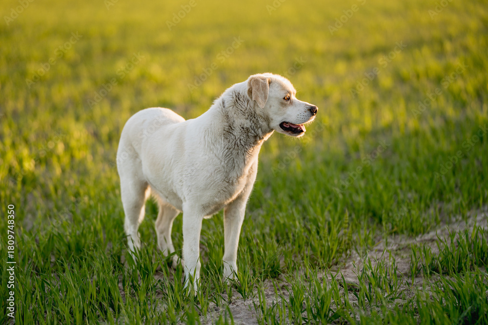 Fototapeta premium Dog in nature during outdoor activity and training at golden hour 